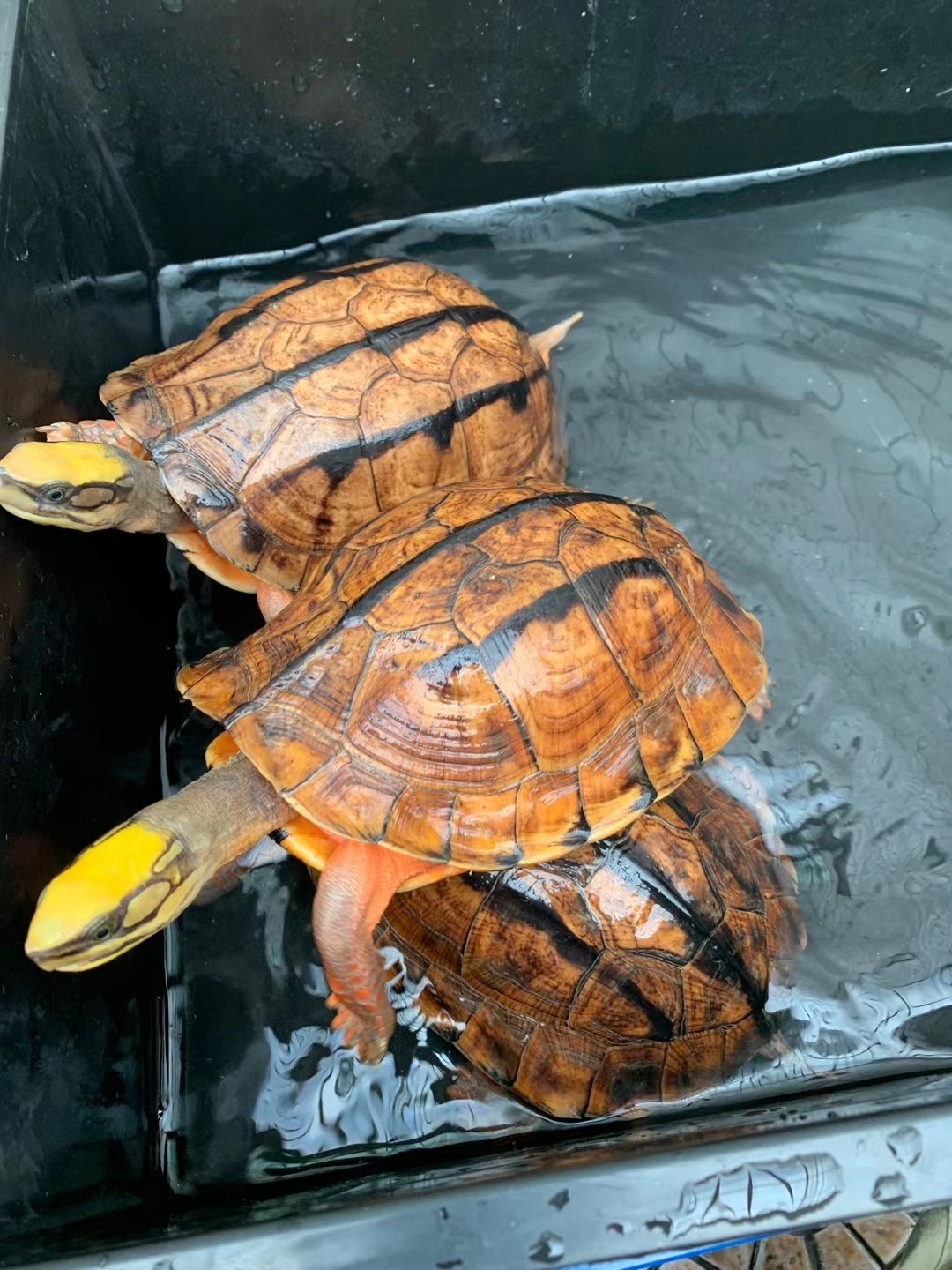 2斤几超靓成熟海南金钱龟母