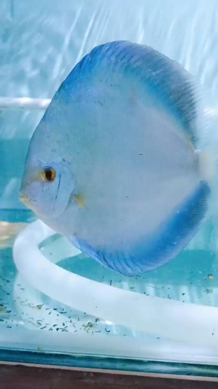 七彩神仙鱼蓝钻